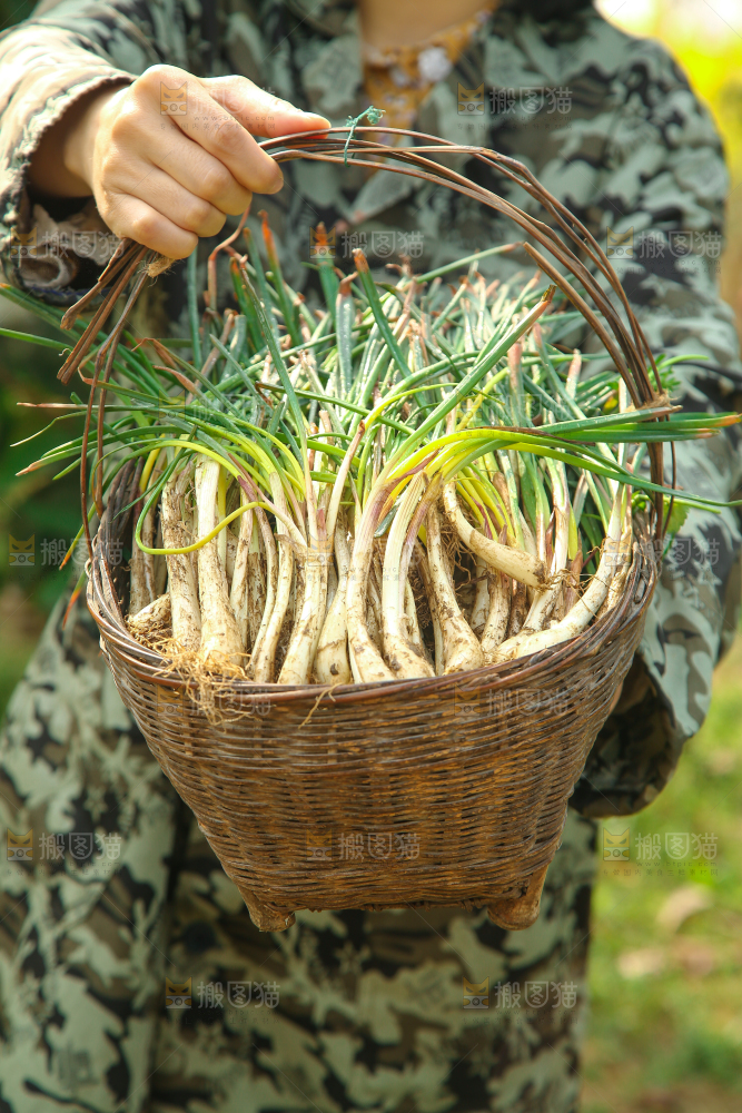 一篓带叶荞头
