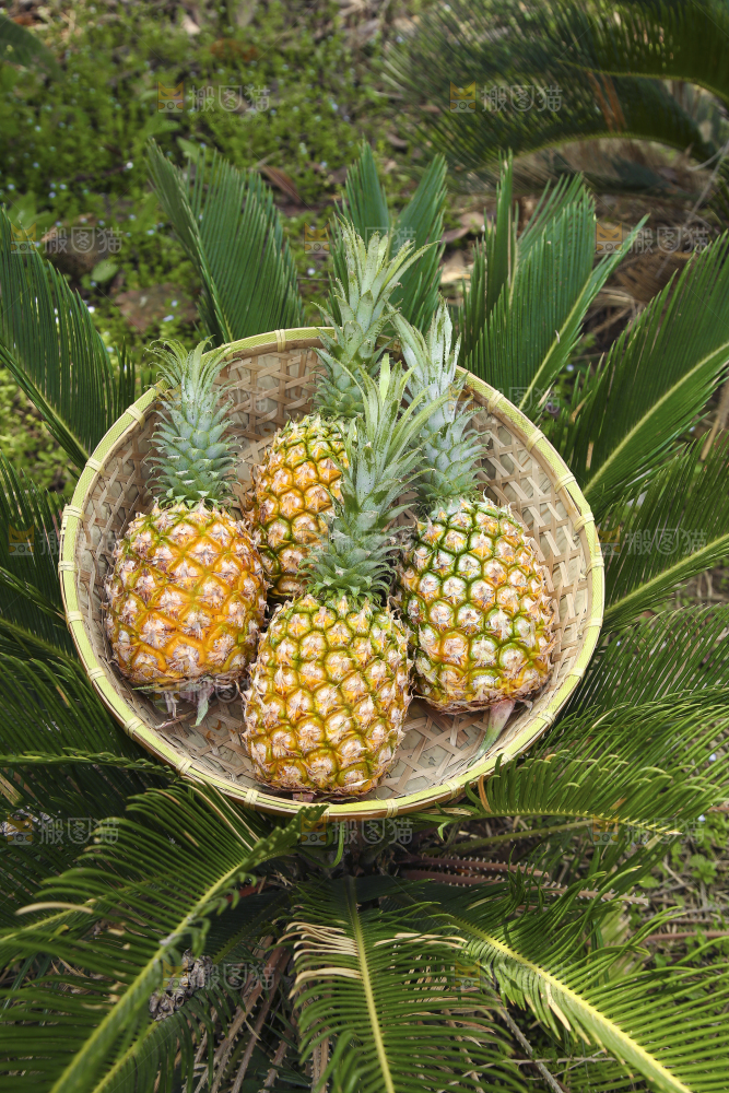 一篮新鲜菠萝