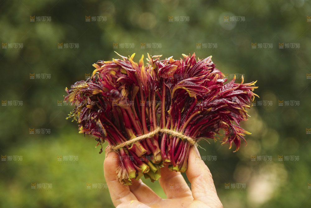 手里拿着香椿芽