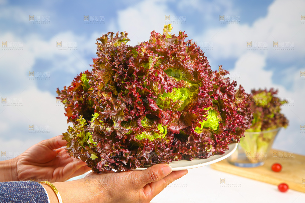 手里端着一盘紫霞生菜
