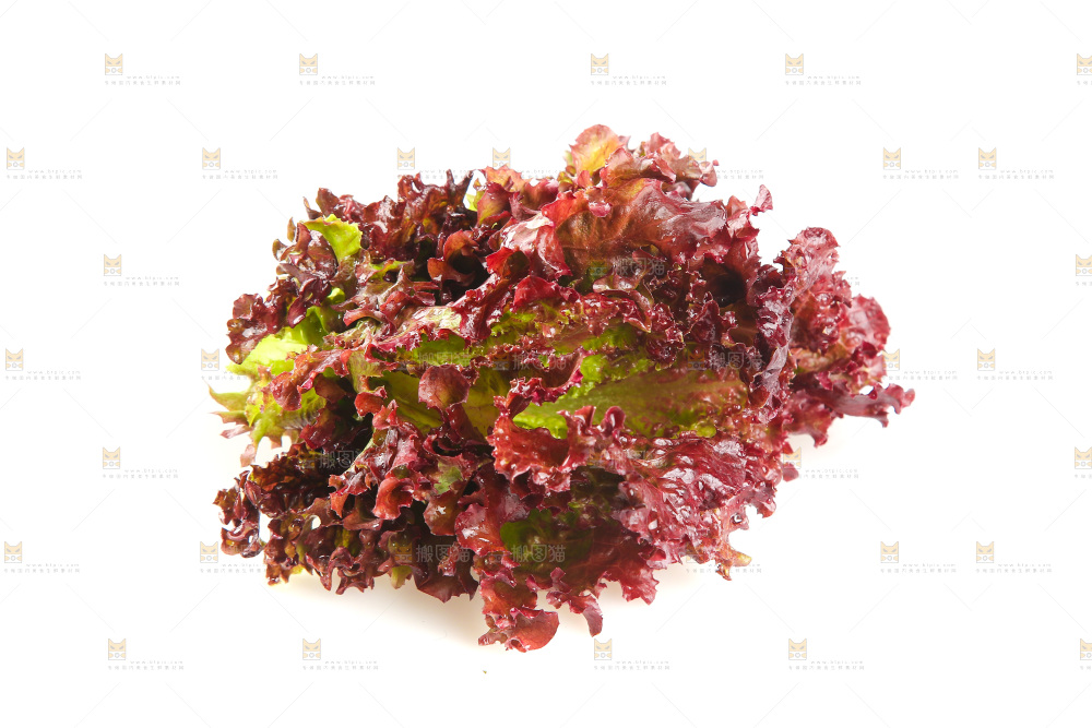 白底上的罗莎红生菜