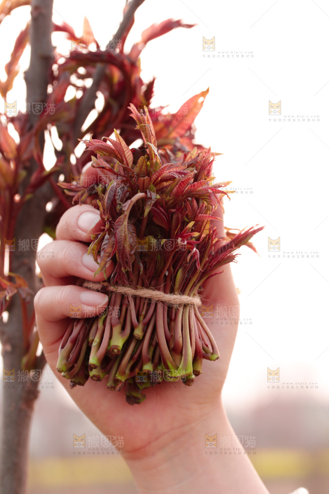 手里拿着红油香椿芽