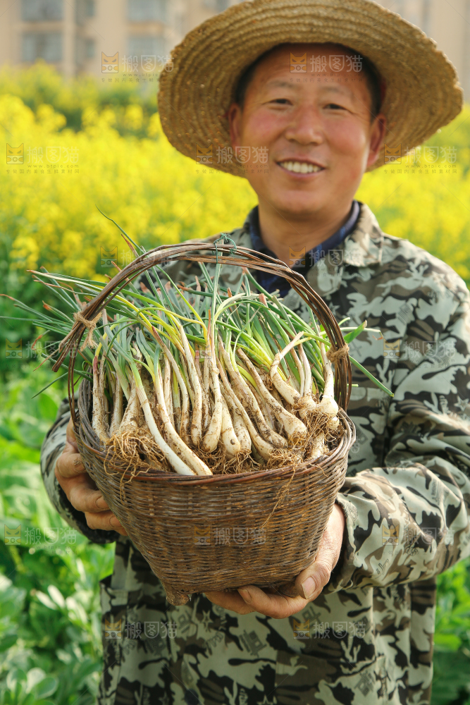 一篓带叶荞头