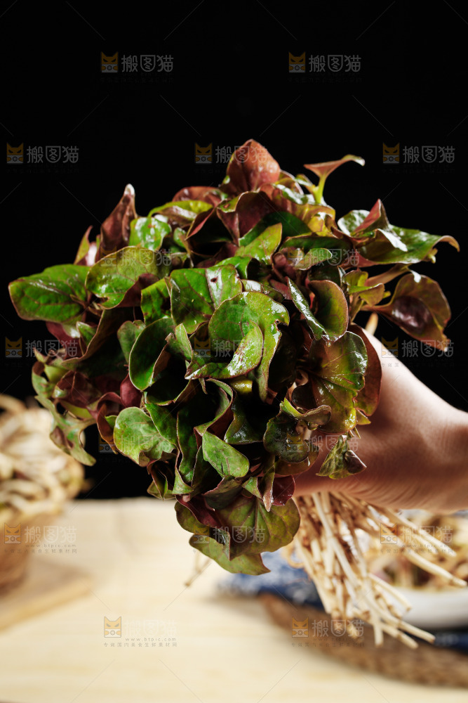 手里拿着鲜嫩折耳根