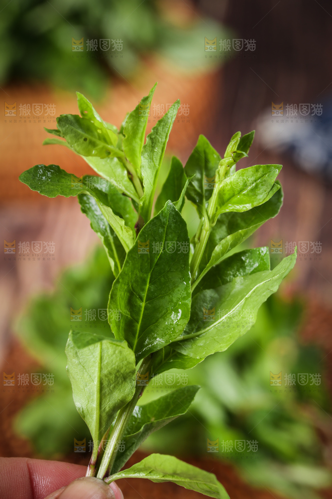 手里拿着枸杞菜