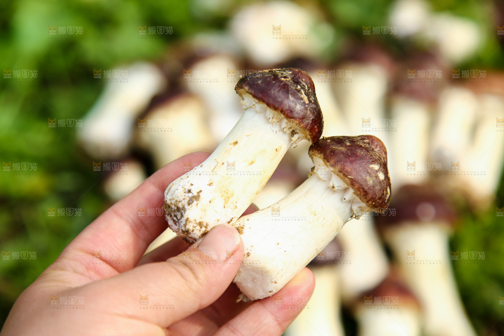 手里拿着赤松茸