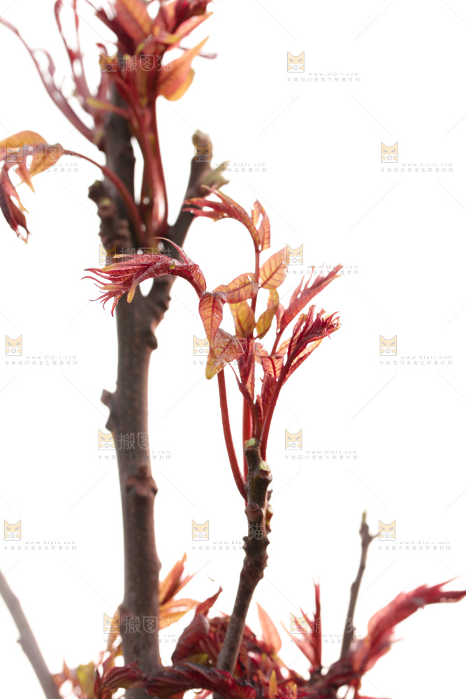 树叶上的头茬香椿芽