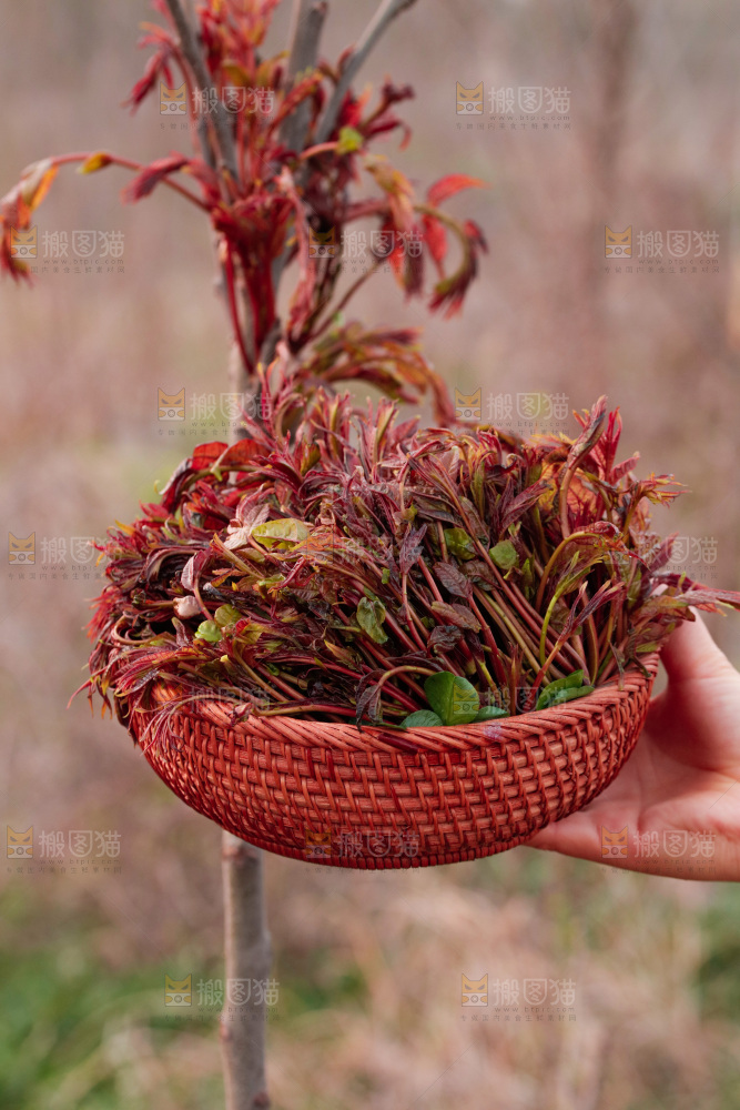 手里端着一篮红芽香椿