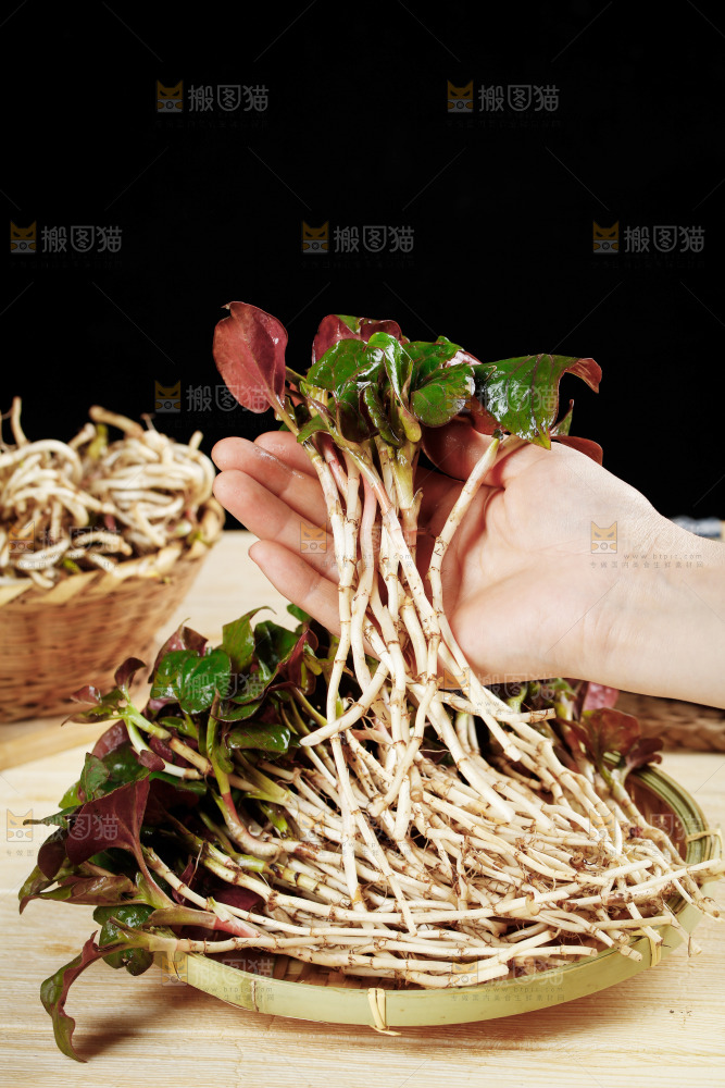 手里拿着鲜嫩折耳根