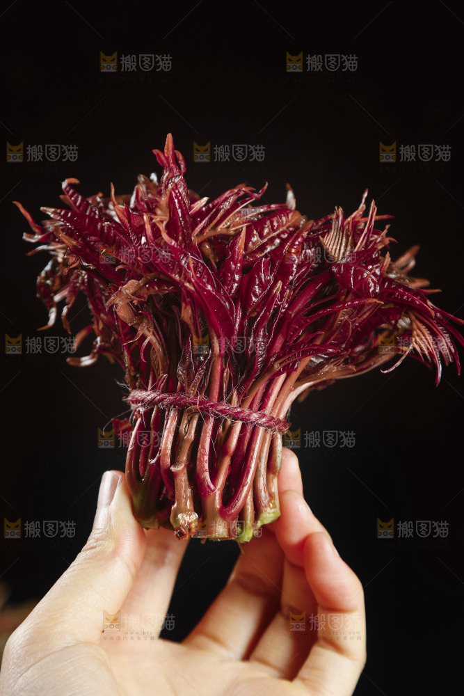 手里拿着香椿芽