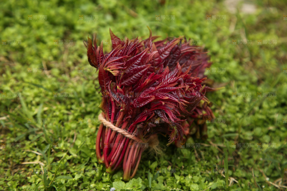 草地上的头茬香椿芽