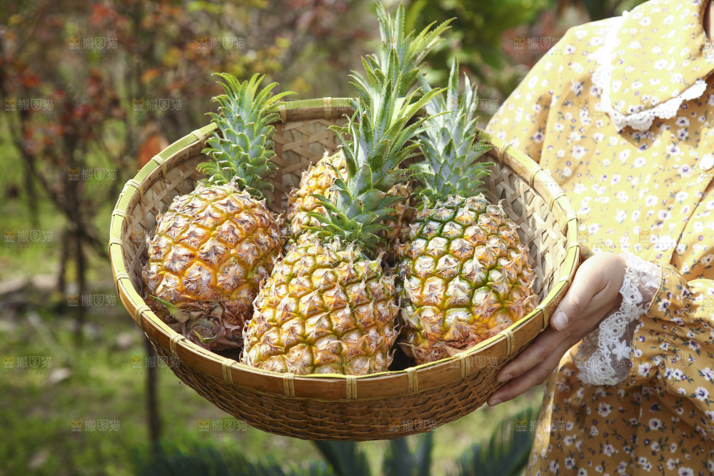 一篮新鲜菠萝