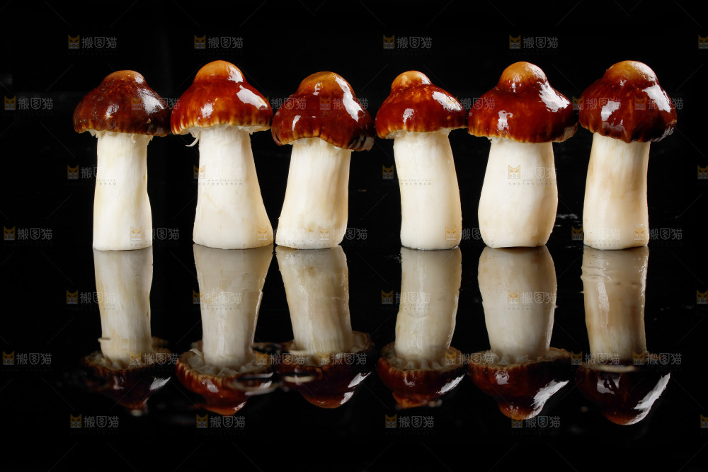 黑底上的云南新鲜赤松茸