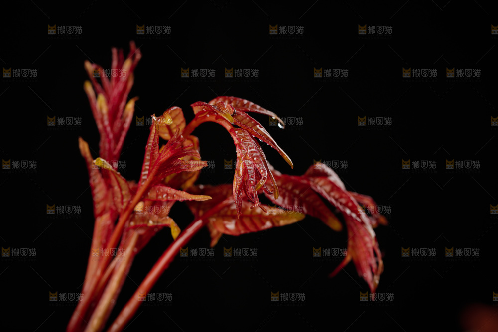 新鲜的香椿芽