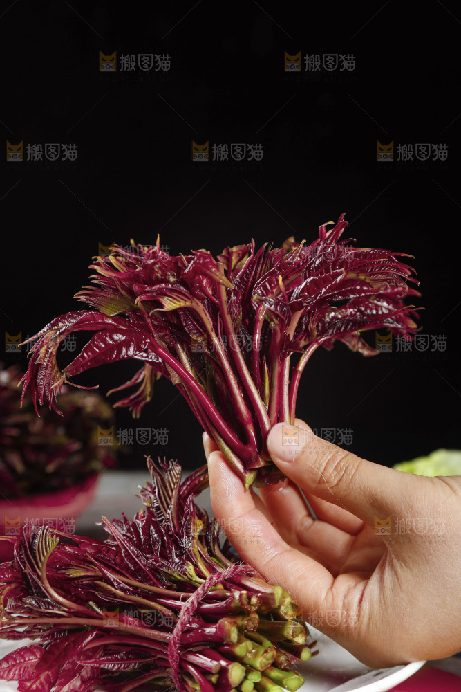 手里拿着红芽香椿