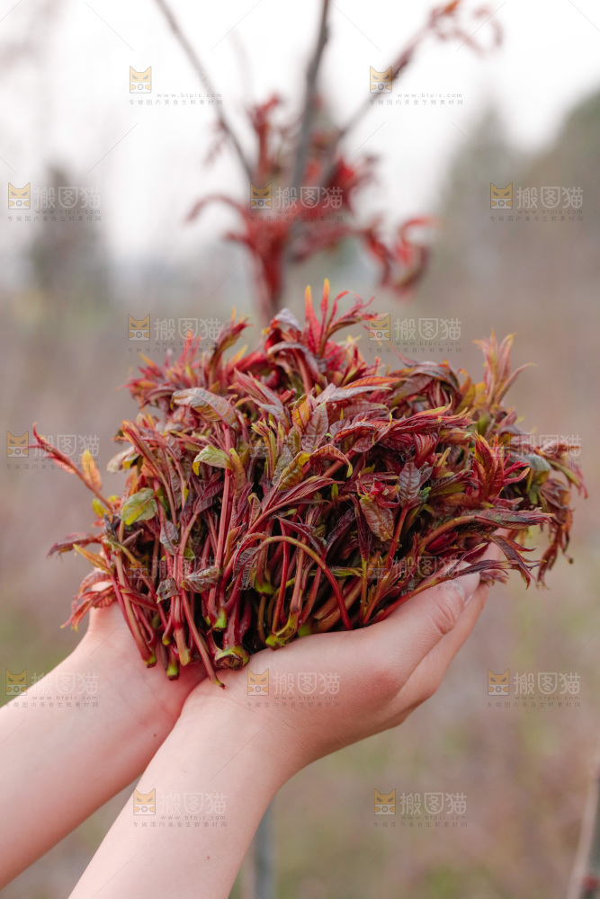 手里拿着香椿芽