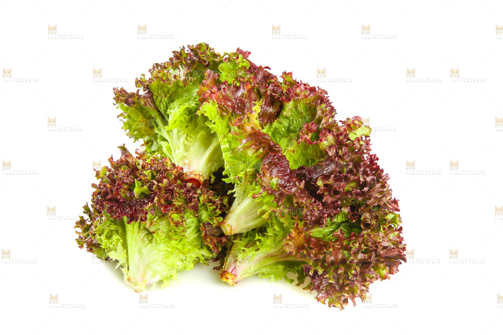 白底上的紫叶生菜