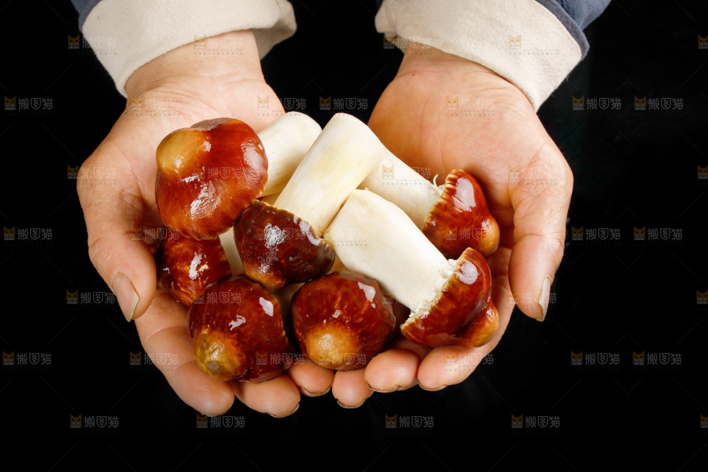 手里捧着松茸菇