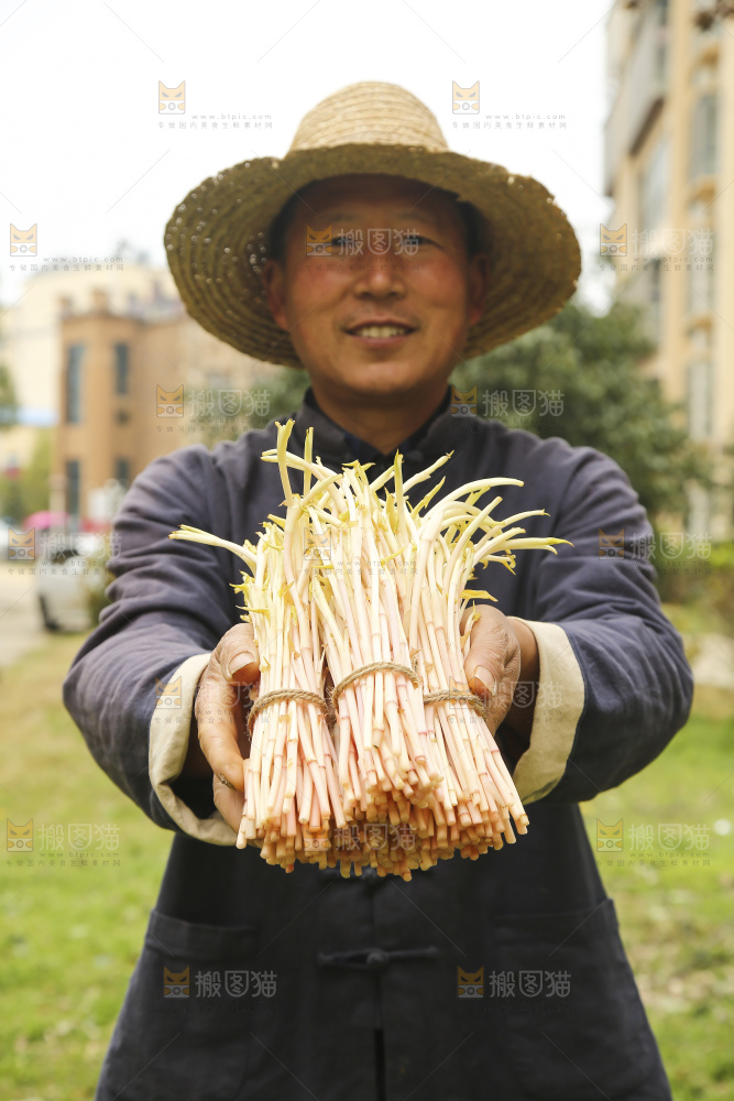 手里拿着鱼腥草嫩芽