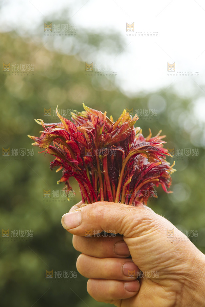 手里拿着香椿芽