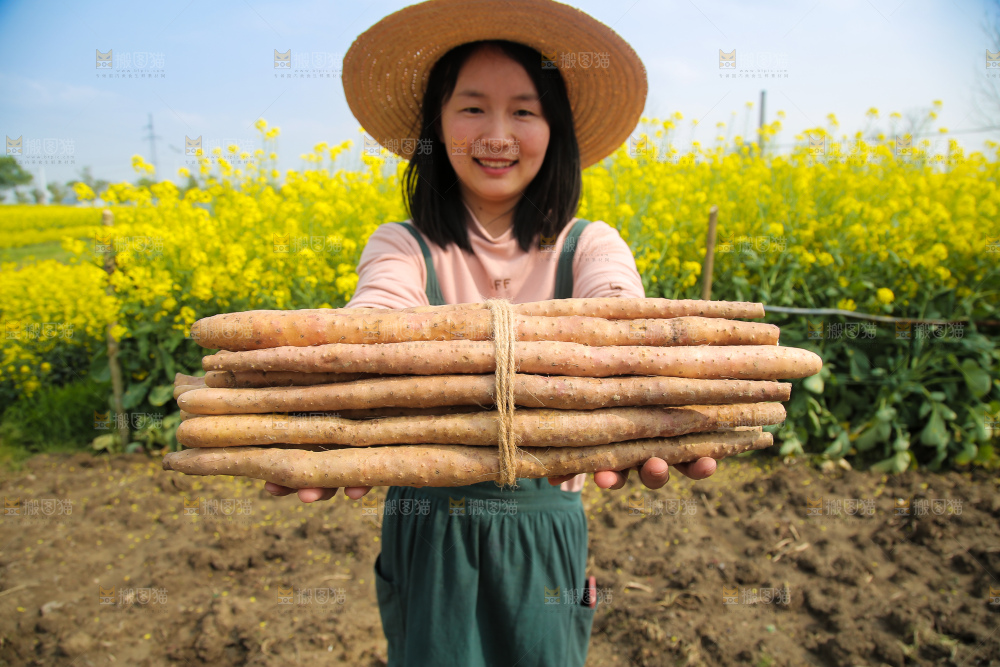 手里拿着铁棍山药