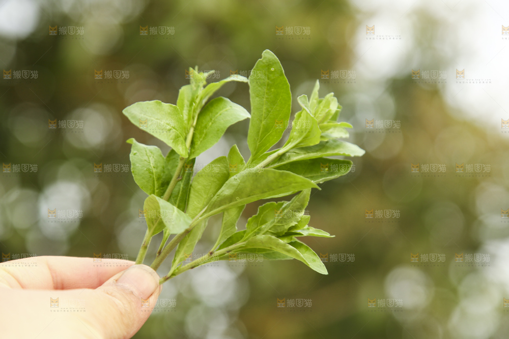 手里拿着枸杞头嫩芽