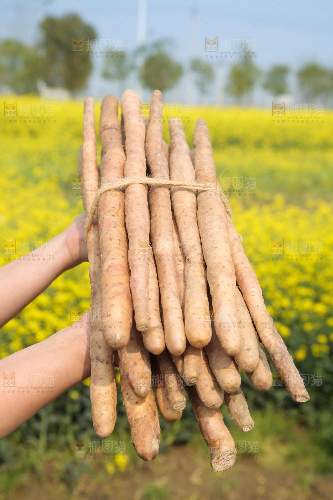 手里拿着山药