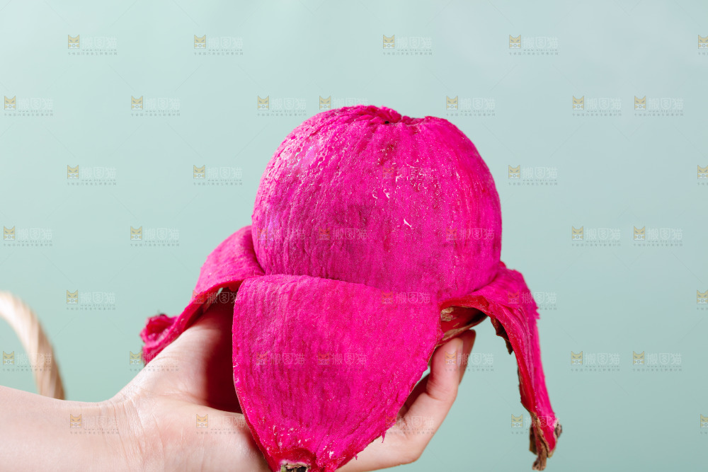 手里拿着金都一号