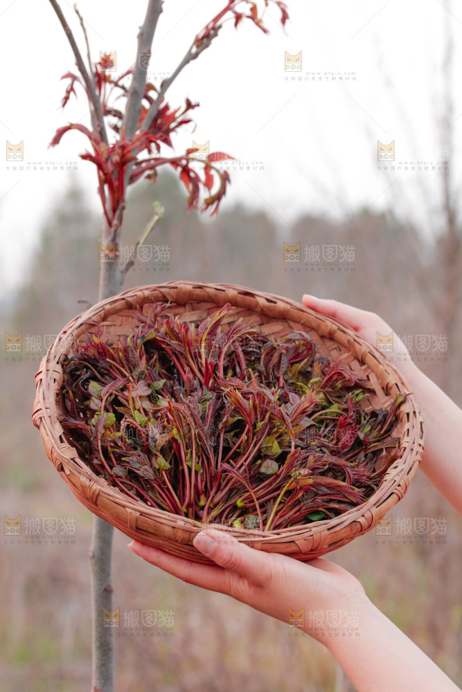 手里端着一篮红芽香椿
