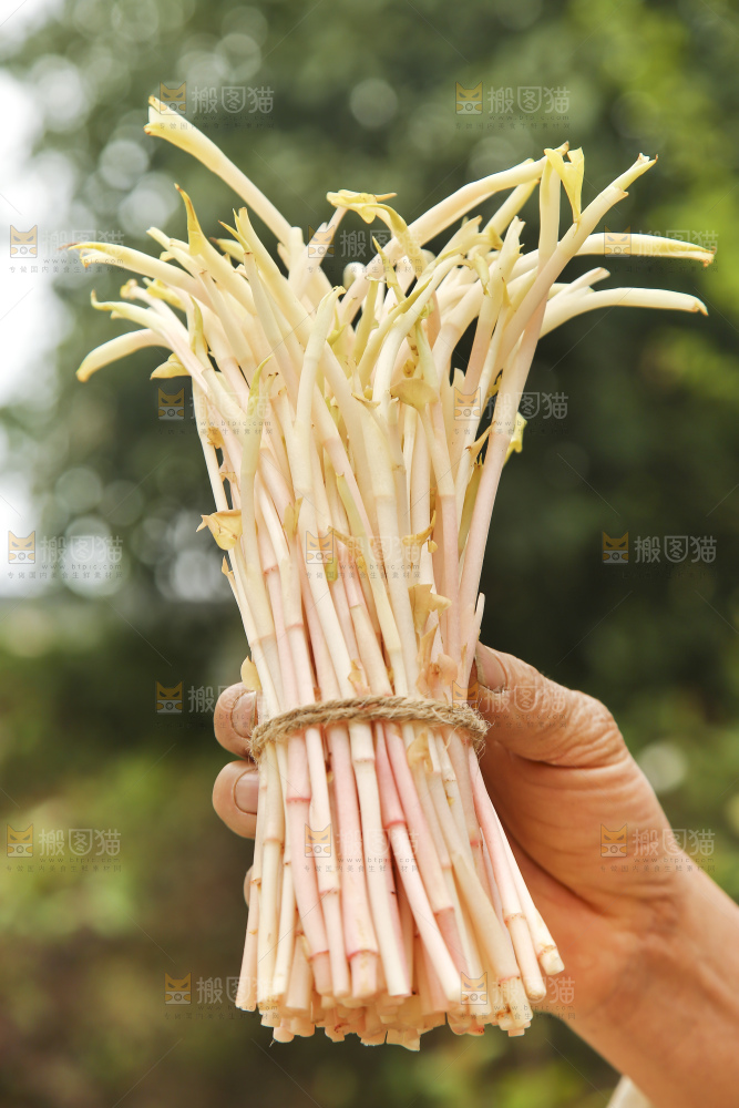 手里拿着鱼腥草嫩芽