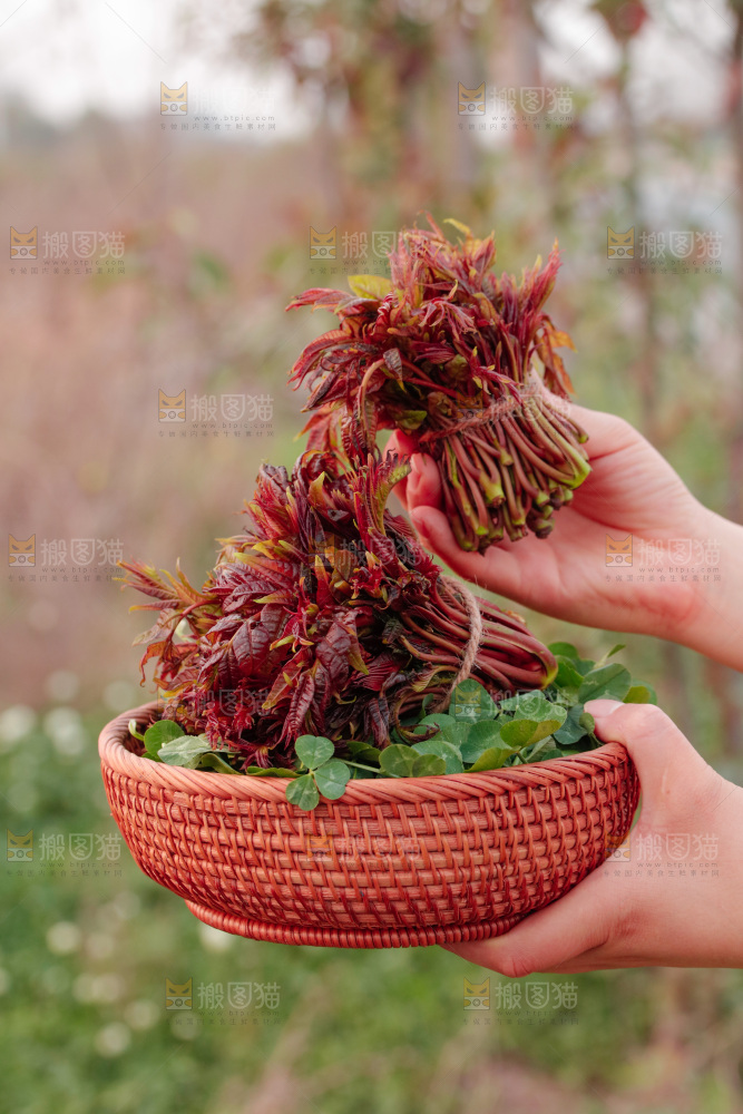 一篮红芽香椿