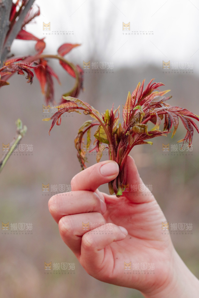手里拿着红香椿