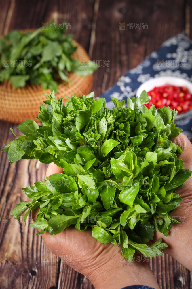 手里拿着枸杞嫩芽