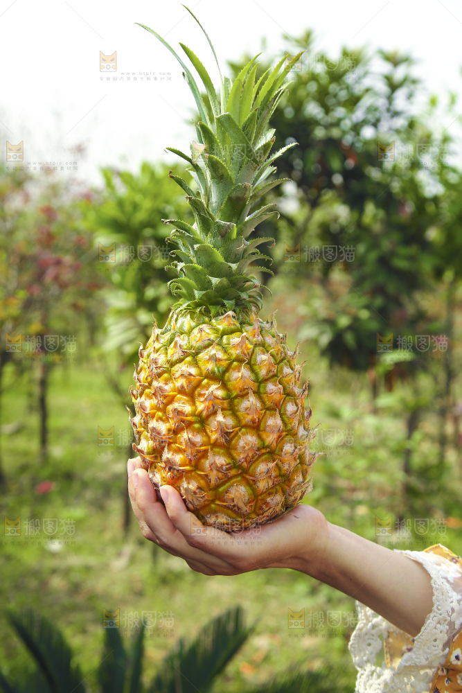 手里拿着菠萝