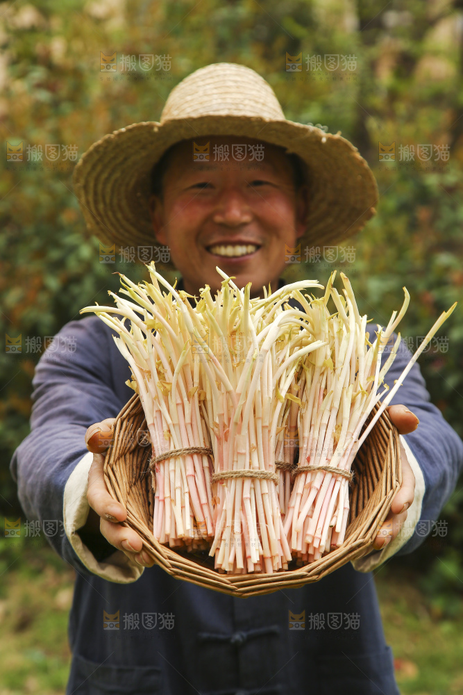 手里端着一篮新鲜鱼腥草嫩芽