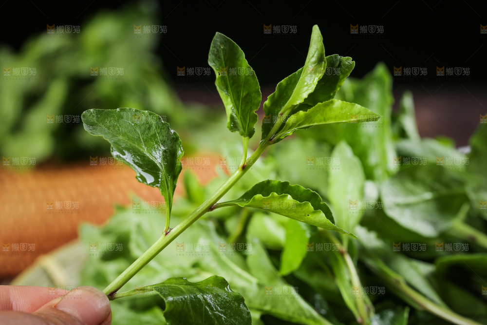 手里拿着枸杞芽
