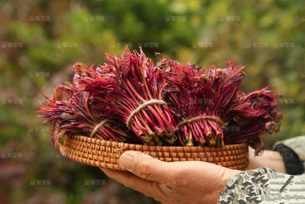 手里端着一篮红油香椿芽