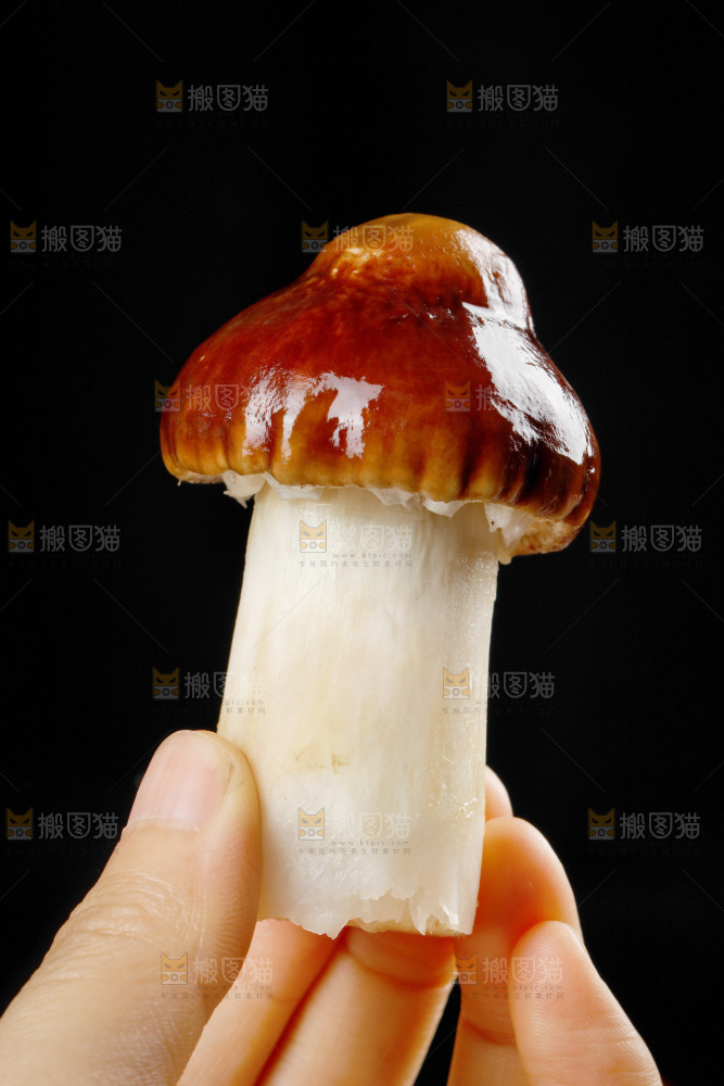 手里拿着松茸菇