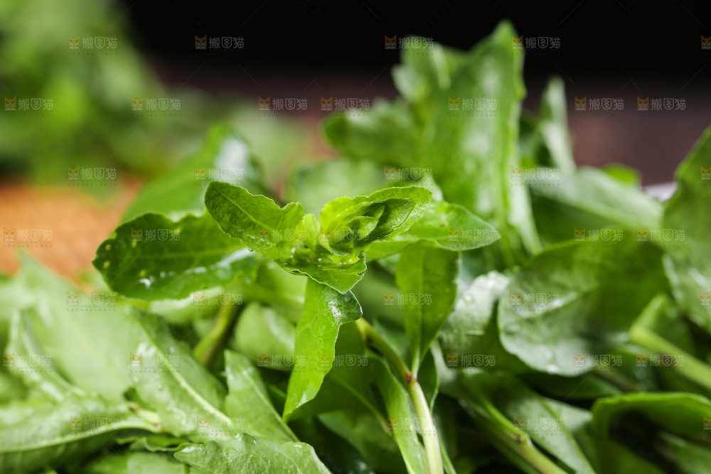 一堆新鲜枸杞菜