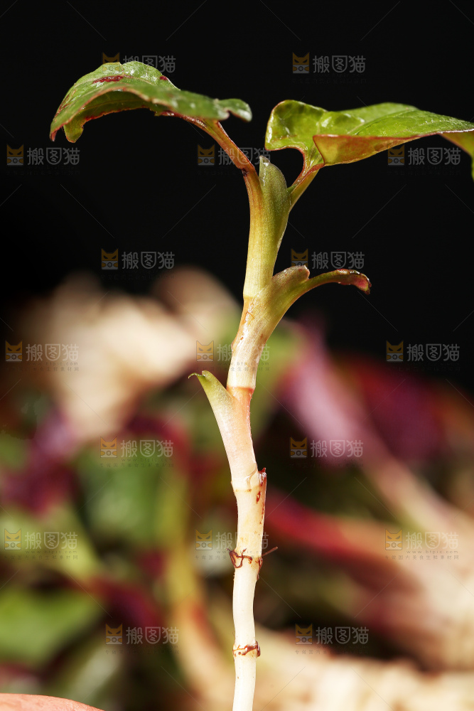 鲜嫩折耳根