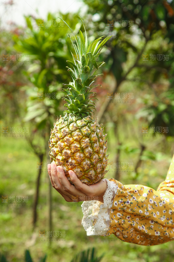 手里拿着菠萝