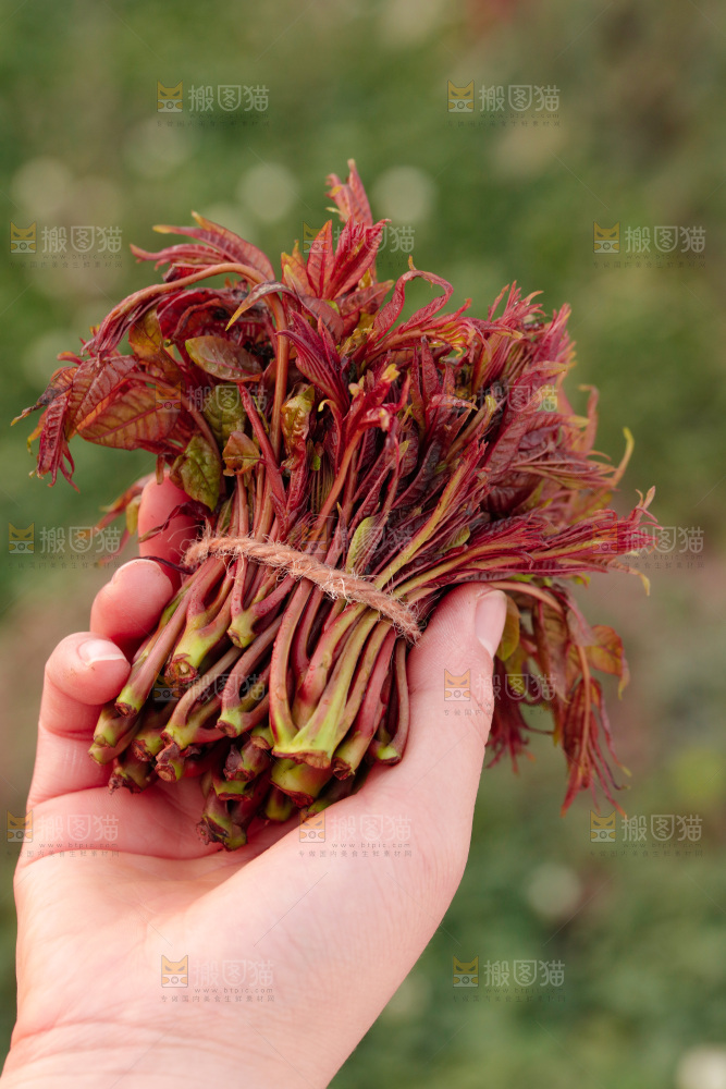 手里拿着红油香椿芽