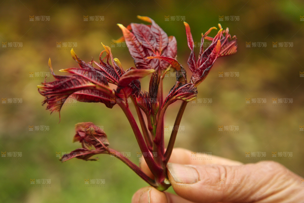 手里拿着香椿芽
