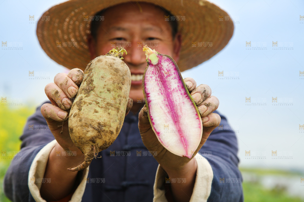 农民手里拿着冰淇林萝卜