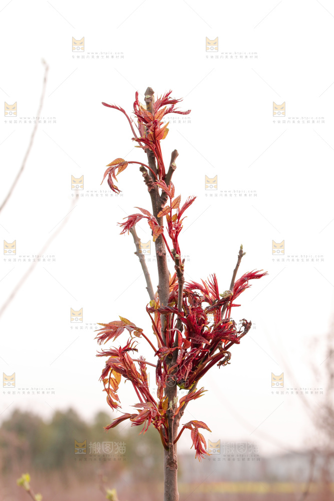树叶上的头茬香椿芽