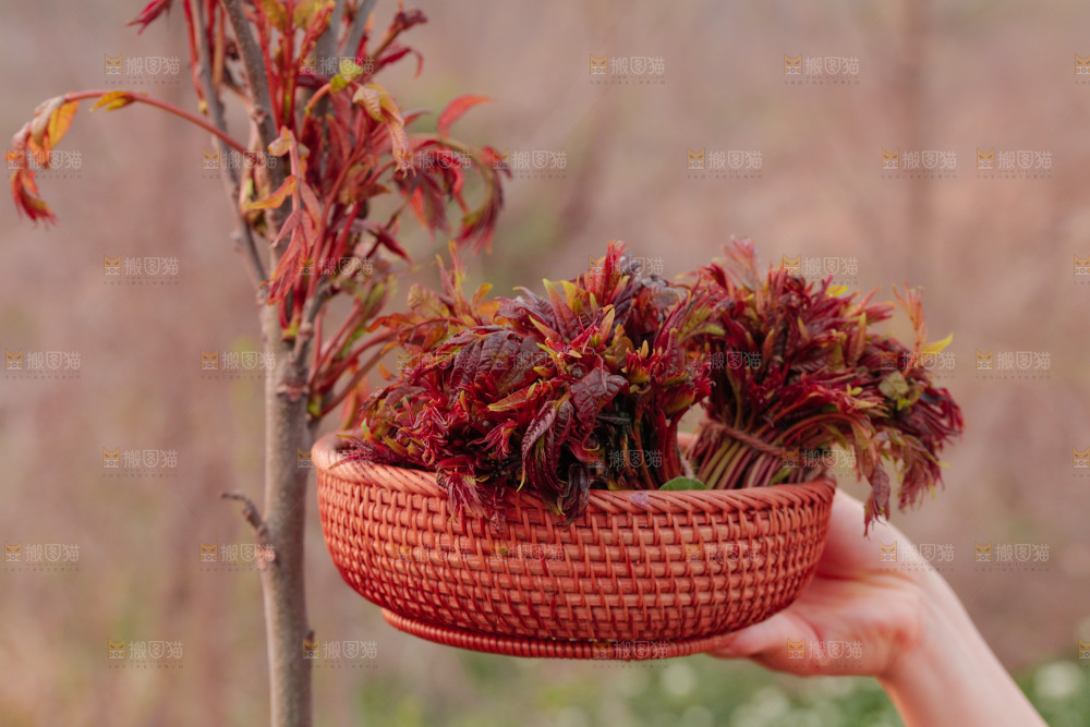 一篮红芽香椿
