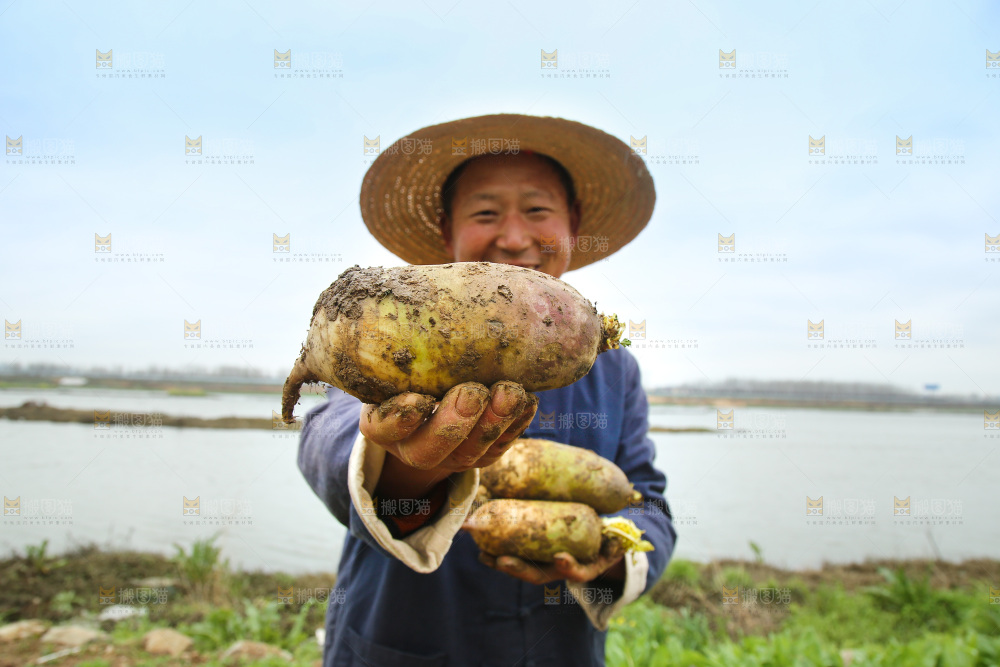 农民手里拿着冰淇林萝卜