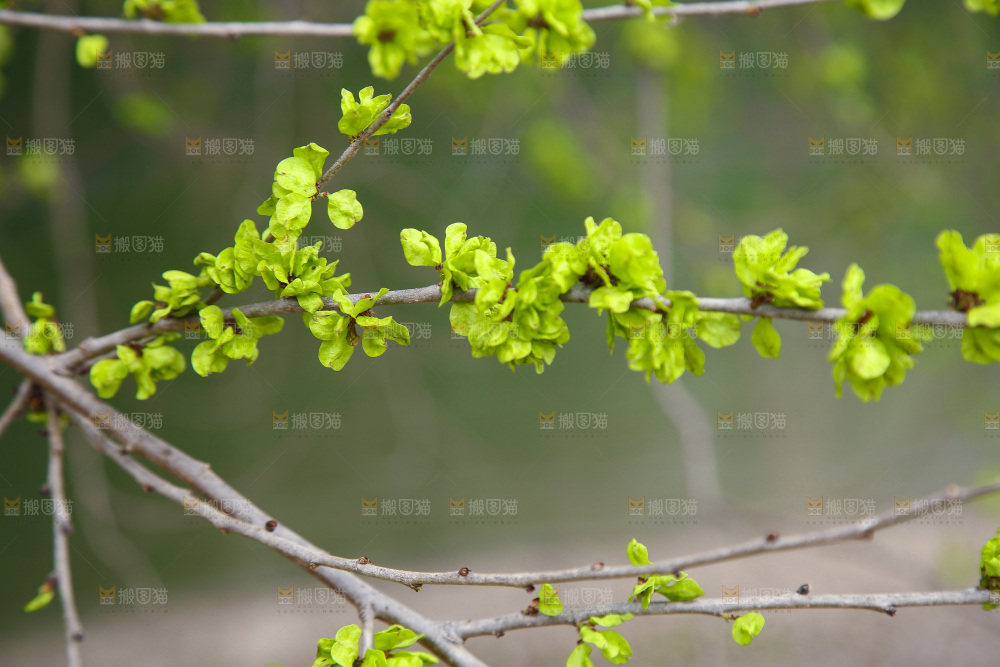 榆钱树叶