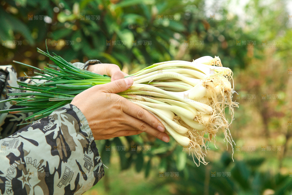 手里拿着荞头