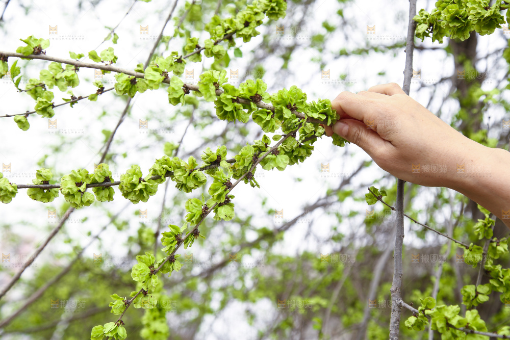 手里拿着榆钱树枝